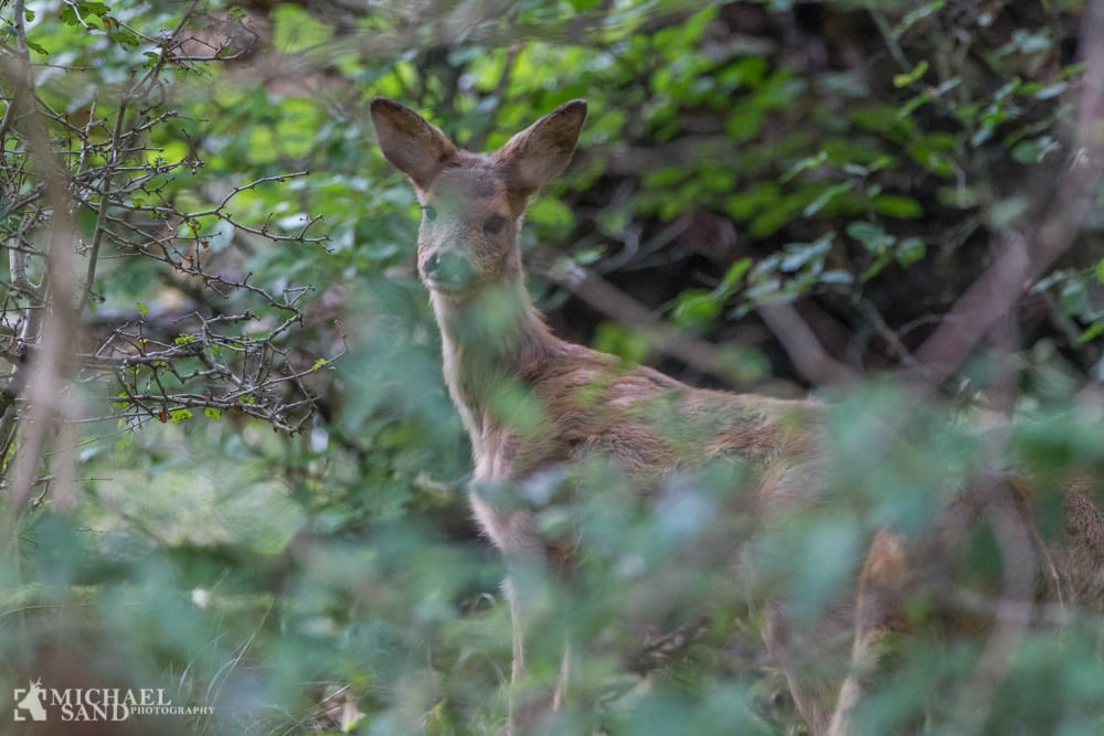 Kritisk rapport på biodiversiteten i danske skove Kend dine vildtplanter: Bøg - Danmarks nationaltræ