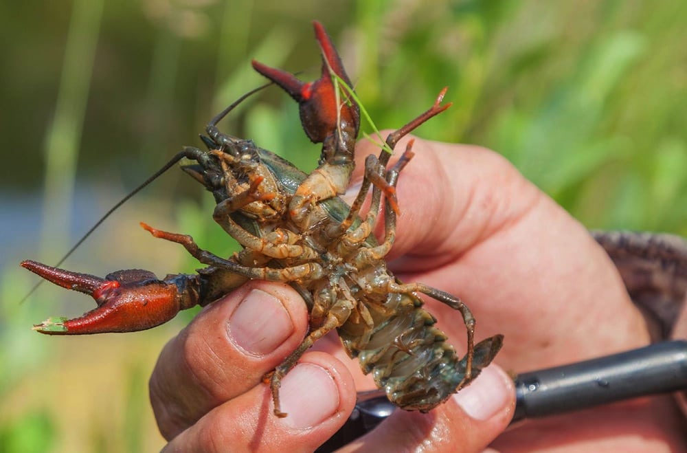 Signalkrebs - hjælp Miljøstyrelsen med kortlægning