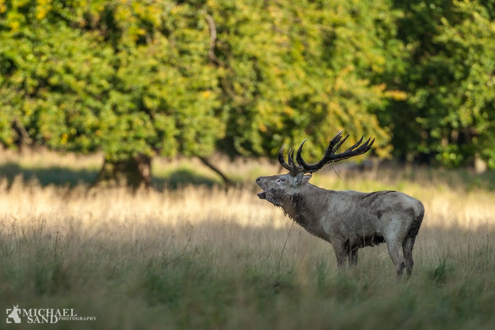 Jæger anskød krondyr før solopgang