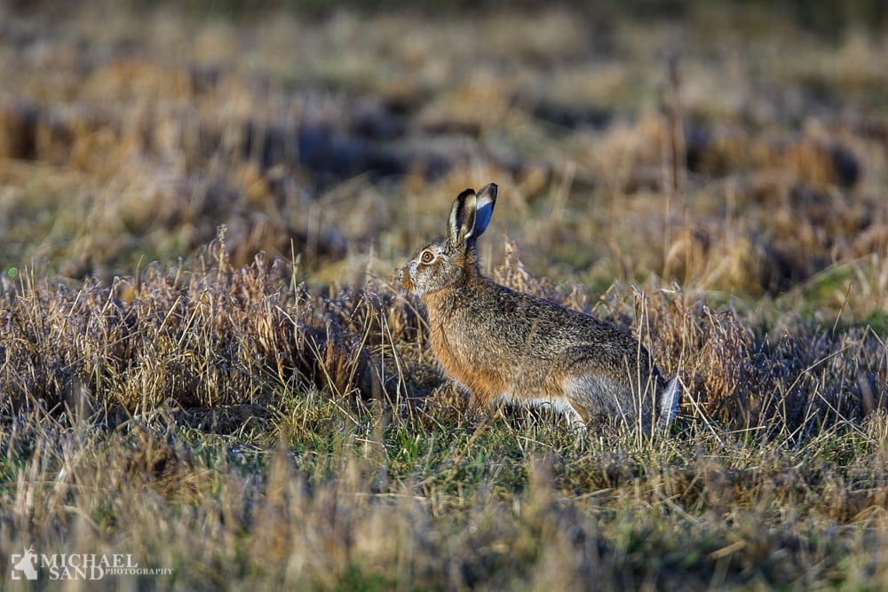Harens særfredning i Vesthimmerland forlænges ikke
