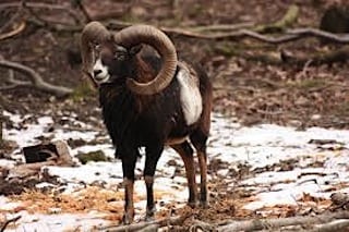 Sensation: Hvid Mufflon