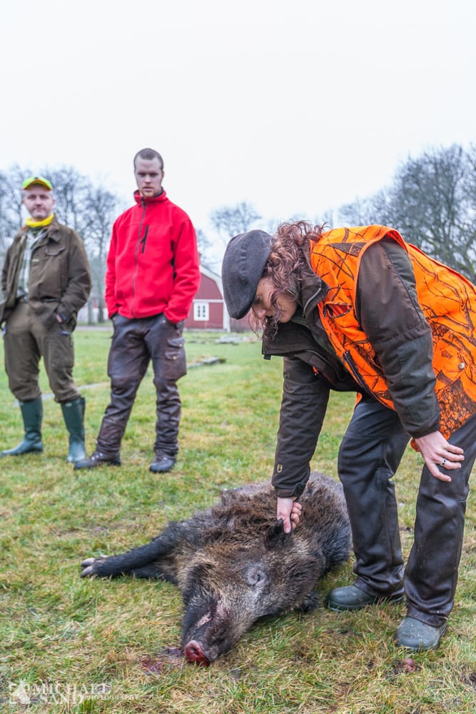 Nu starter drivjagterne på vildsvin i Sverige, men ...