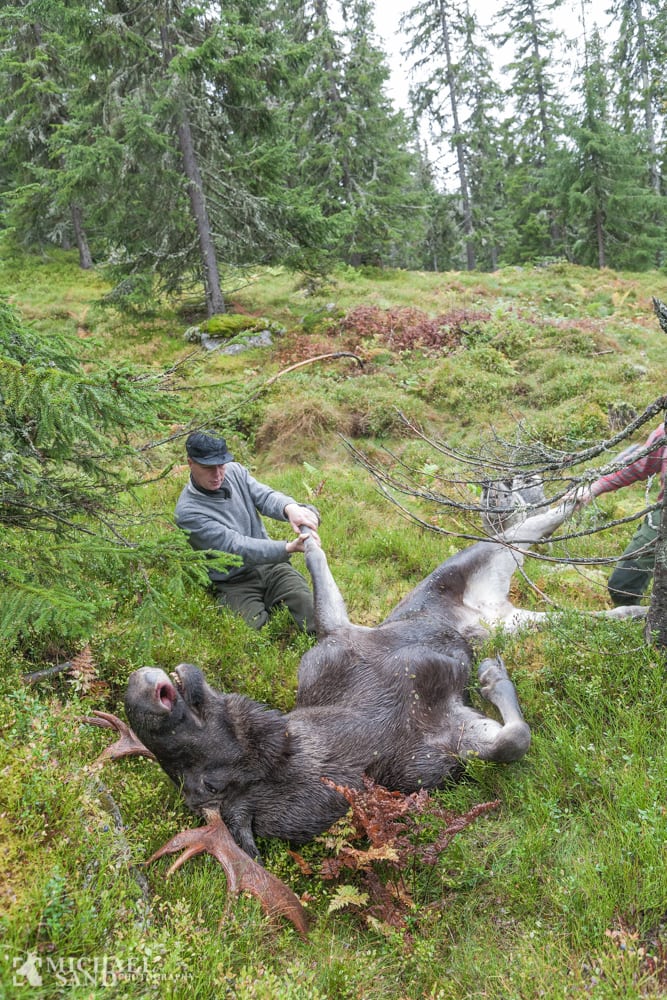 Elgjagt licenser udstedes nu også i canadiske nationalparker