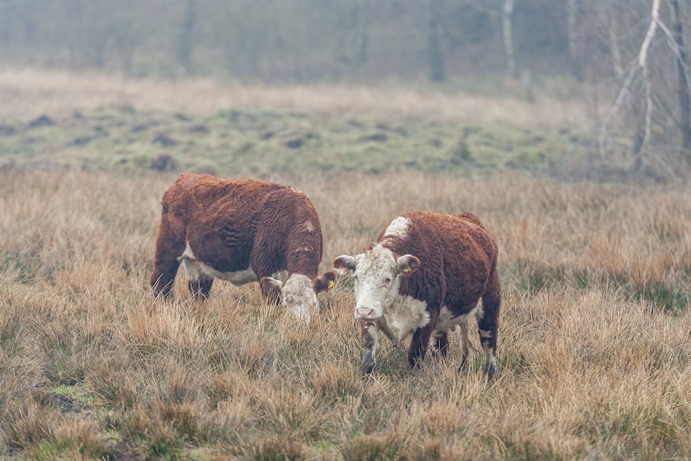 Kvie på 400 kilo dræbt af ulv i Sverige