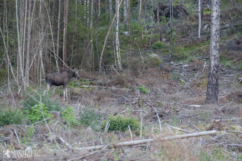 Video: Elge i Vildmosen
