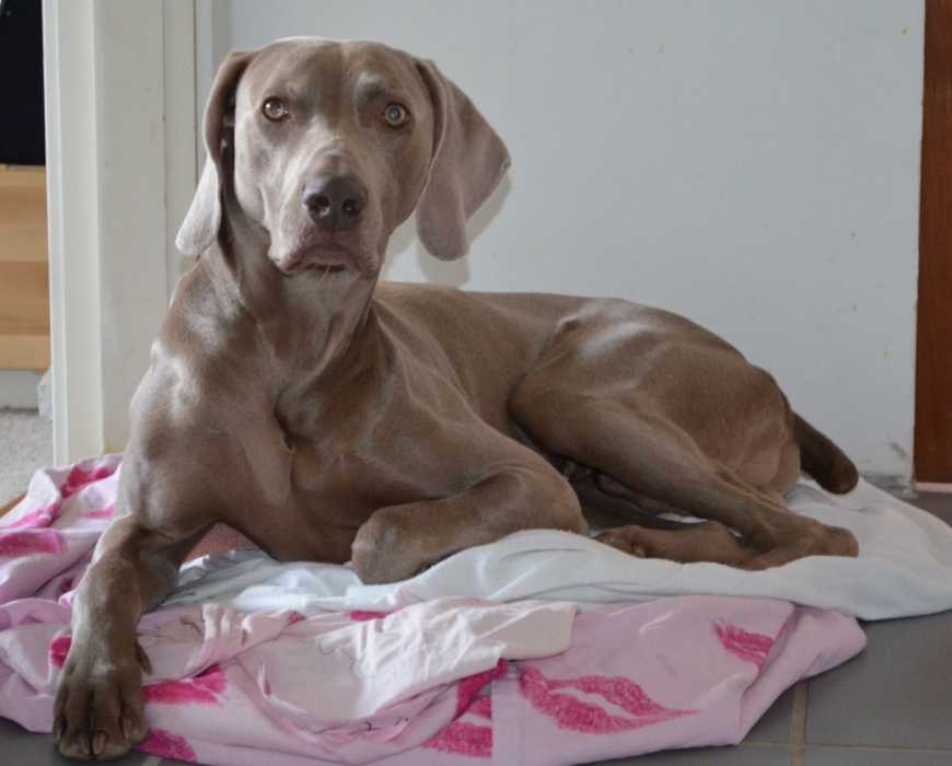 Endnu en hund aflivet som følge af hundeloven