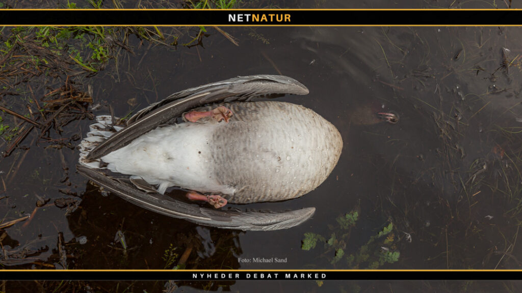 Ovnstegt vildgås Stegt vildgås