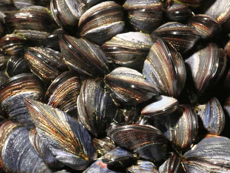 Blåmuslinger ramt af svinevirus