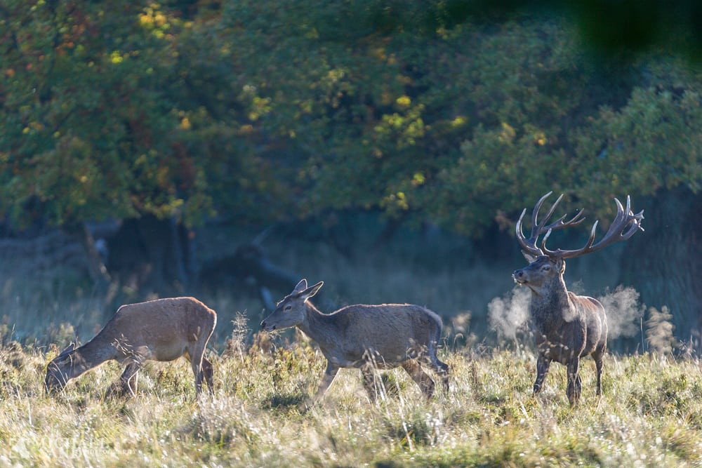 Ekstraordinær støtte til ny skov Krondyr et stigende problem for vestjyske landmænd