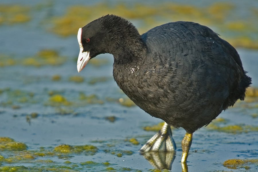 Blishønen - en fugl med temperament