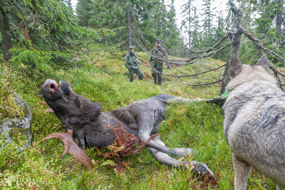 Klager over begrænsninger i elgjagten