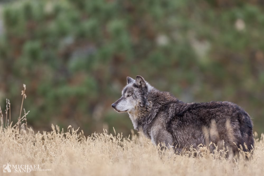 Dietmarsken rummer måske snart et ulvekobbel