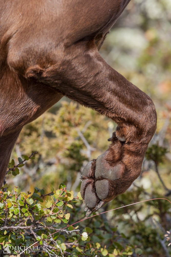 Norsk bestand af elg er for høj