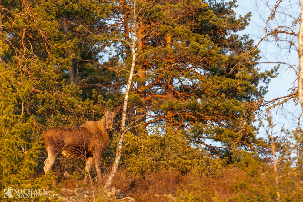 Skal elgjagtspremieren udsættes? P2A6037