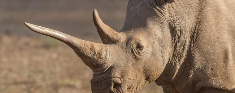 Næsehorn: 500 kg horn på lovlig online auktion