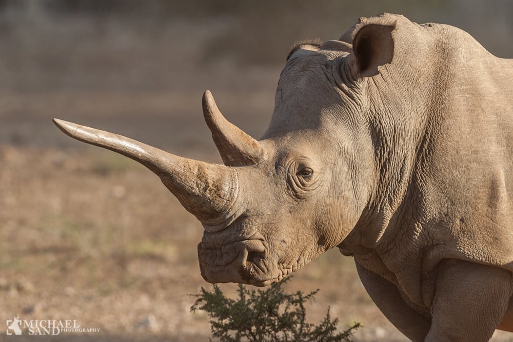Næsehorn: 500 kg horn på lovlig online auktion