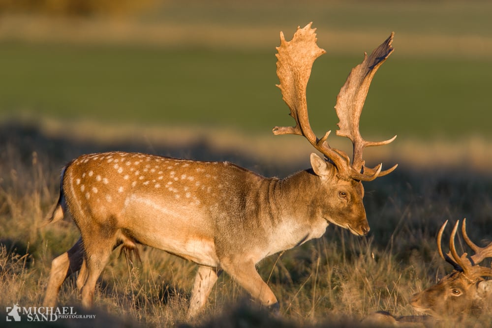 Kort om Omø og den lokale hemmelighed om øens dåvildt