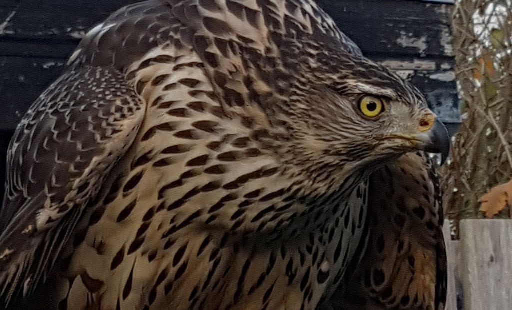 Rovfugle dræbt af ulovlig gift – se antallet her Rovfugle dræbt af ulovlig gift - se antallet her