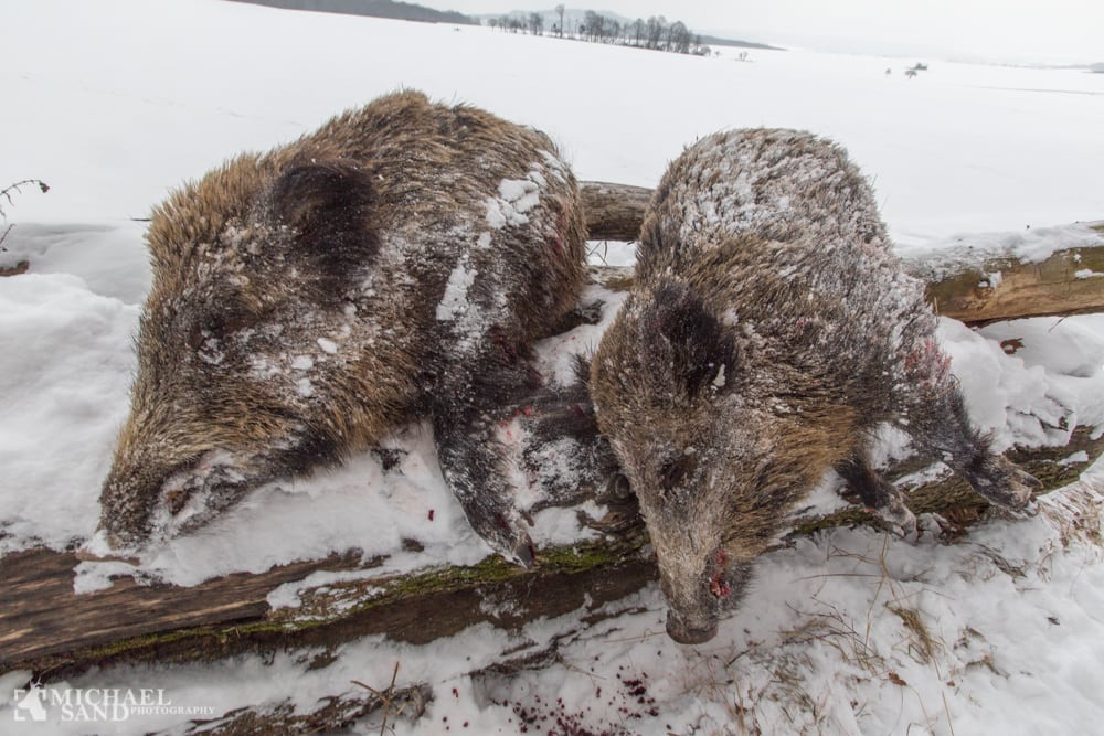 Rekord jagtår i Baden-Württemberg
