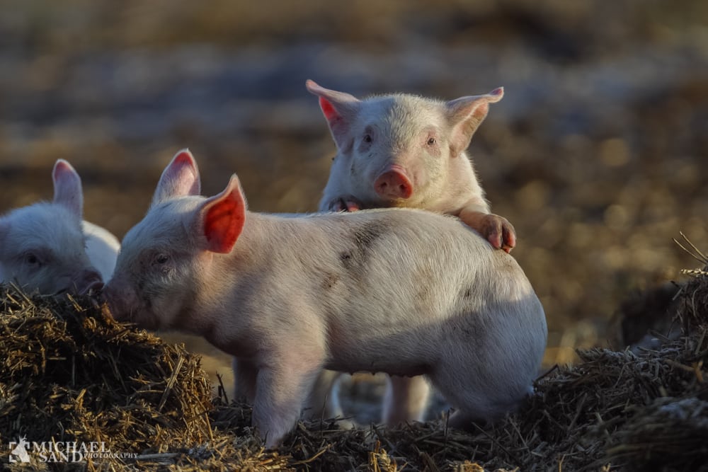 DR-redaktør kritiserer DR2-udsendelse om svin