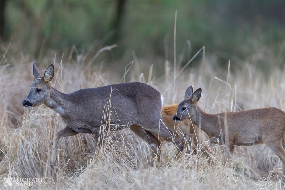 Landbrugets kobberforurening kan være skyld i massedød blandt råvildt