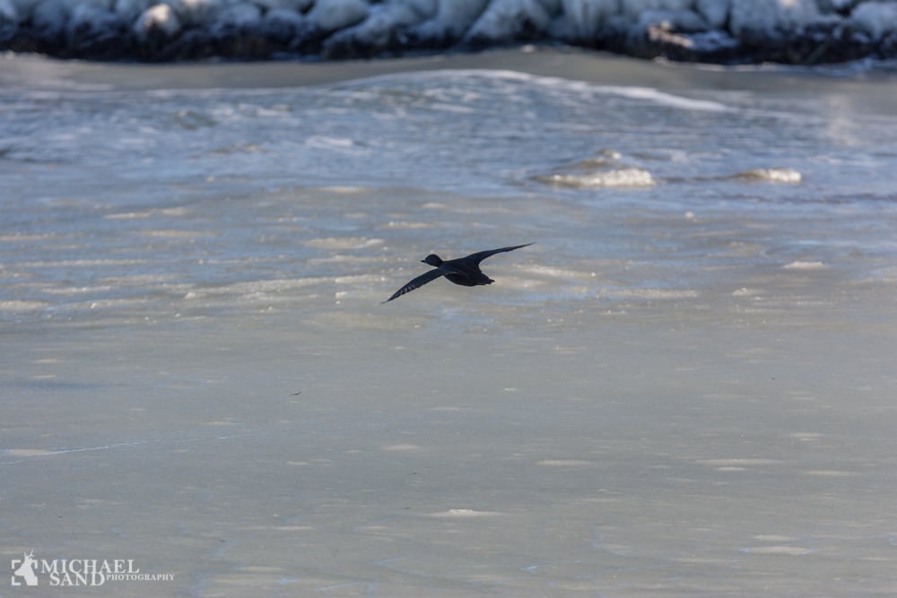 Flere sortænder i de danske farvande