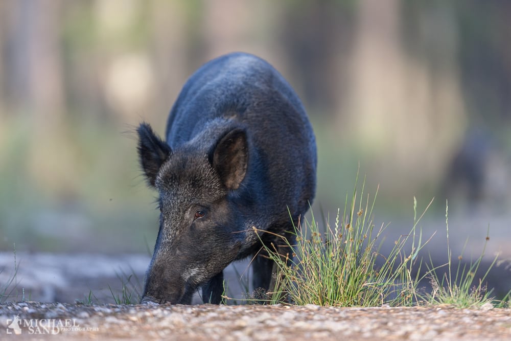 Flere vildsvin end elge nedlægges