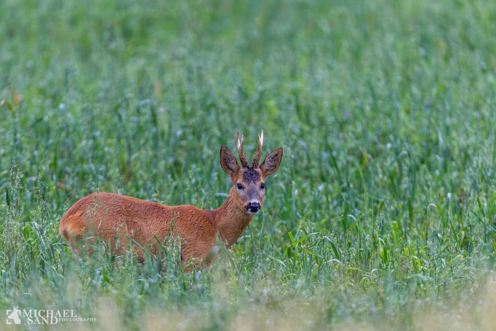 Bukkejagten 2018 - Den første buk