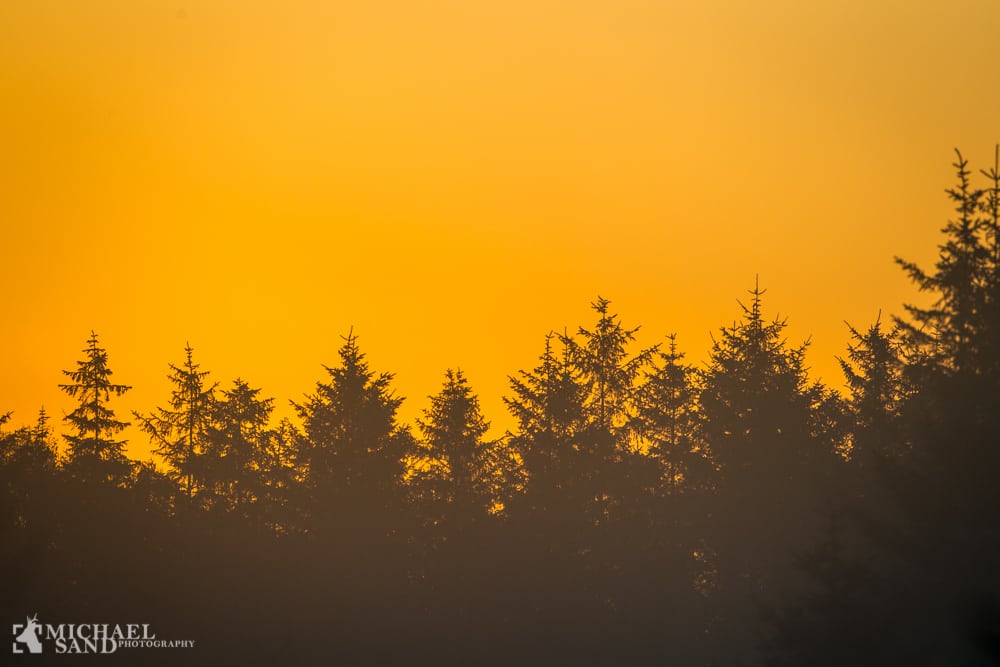 Nye bynære skove på vej i Vendsyssel