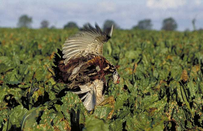 Jagthunden på fasanjagt
