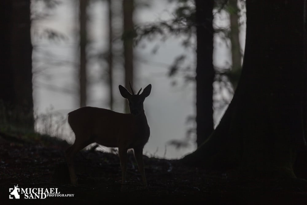 DJ Formand: Fup og fakta om DJ’s repræsentationsjagt DJ Formand: Fup og fakta om DJ’s repræsentationsjagt