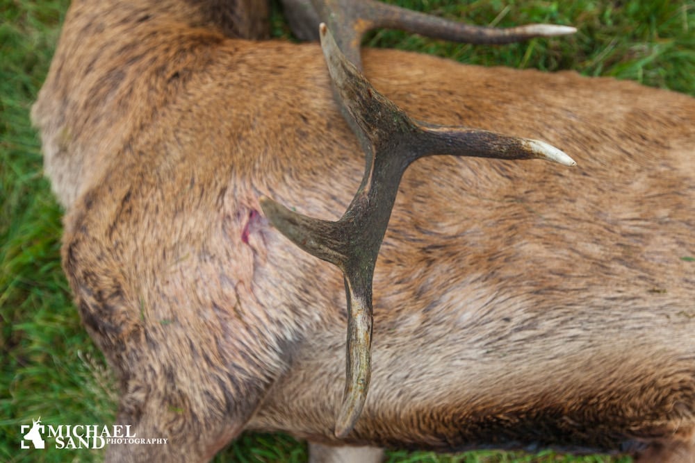 LEDER: DN SER SPØGELSER LEDER: DN SER SPØGELSER