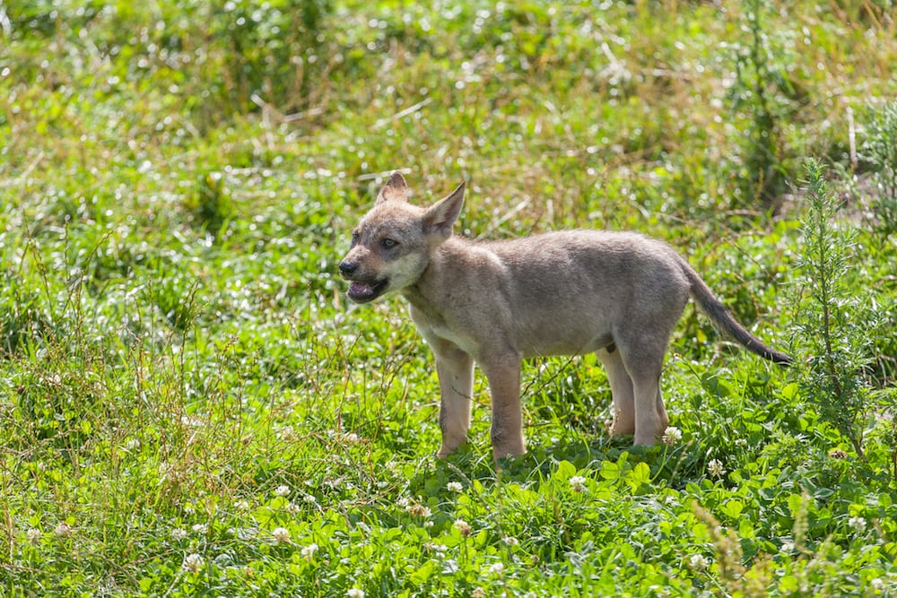 DNA beviser hunulv tæt på Danmark