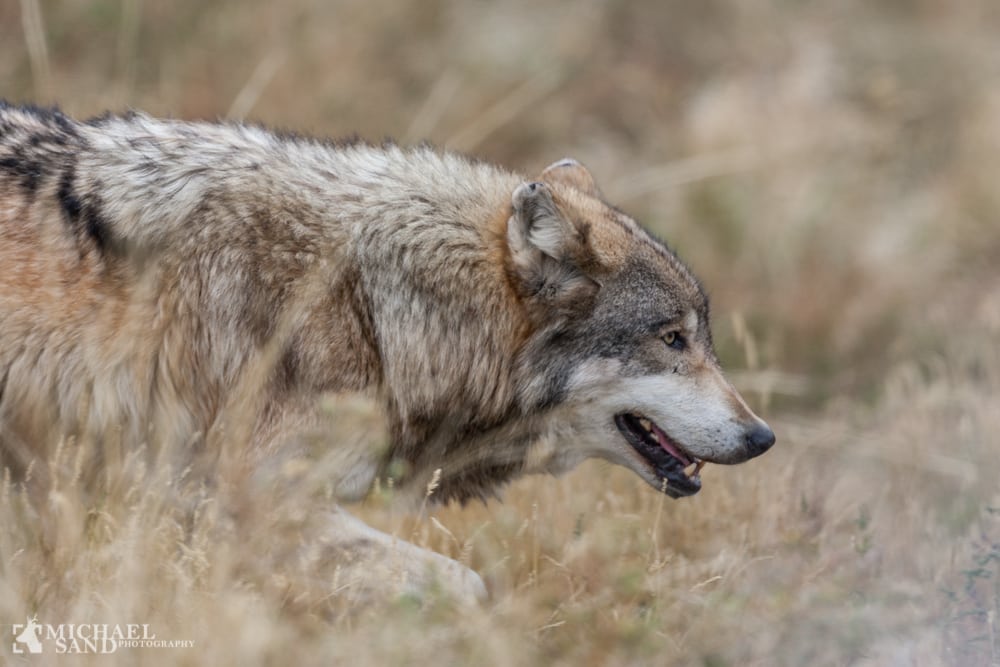 Ulve-plan mangler regel om nødværge