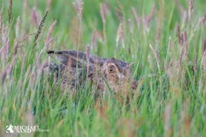 Græs istedet for korn, majs og soyaprotein