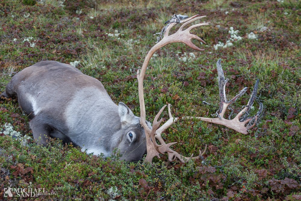 Godt jagtår på vildrener i Norge