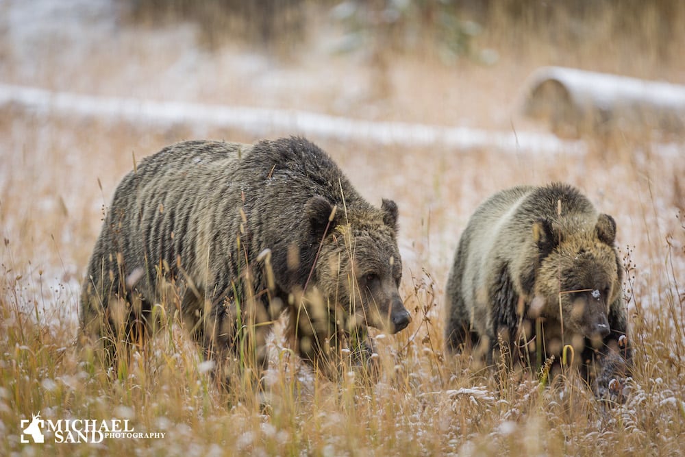 .338 Winchester Magnum - Alaska number 1