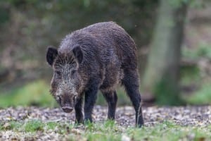 Vildsvin