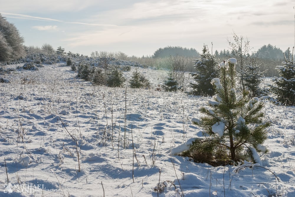 Skovrejsning har givet Danmarks “største” skov Skovrejsning har givet Danmarks "største" skov