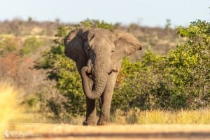 Krybskyttejagt i Tanzania medførte drab Elefant