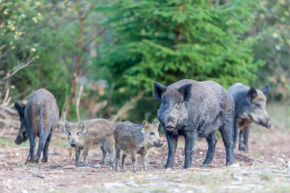Tysk vildsvinebestand tredobles i 2014 Belgiens vildsvinebestand ude af kontrol