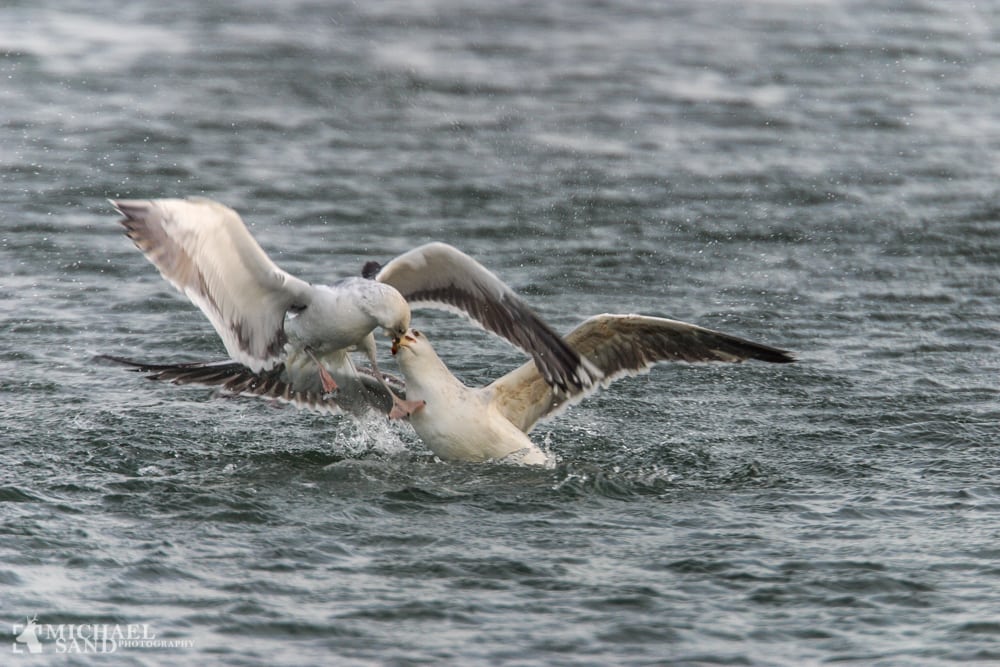 DN: I orden at regulere sælbestanden i Østersøen 162-12013-2