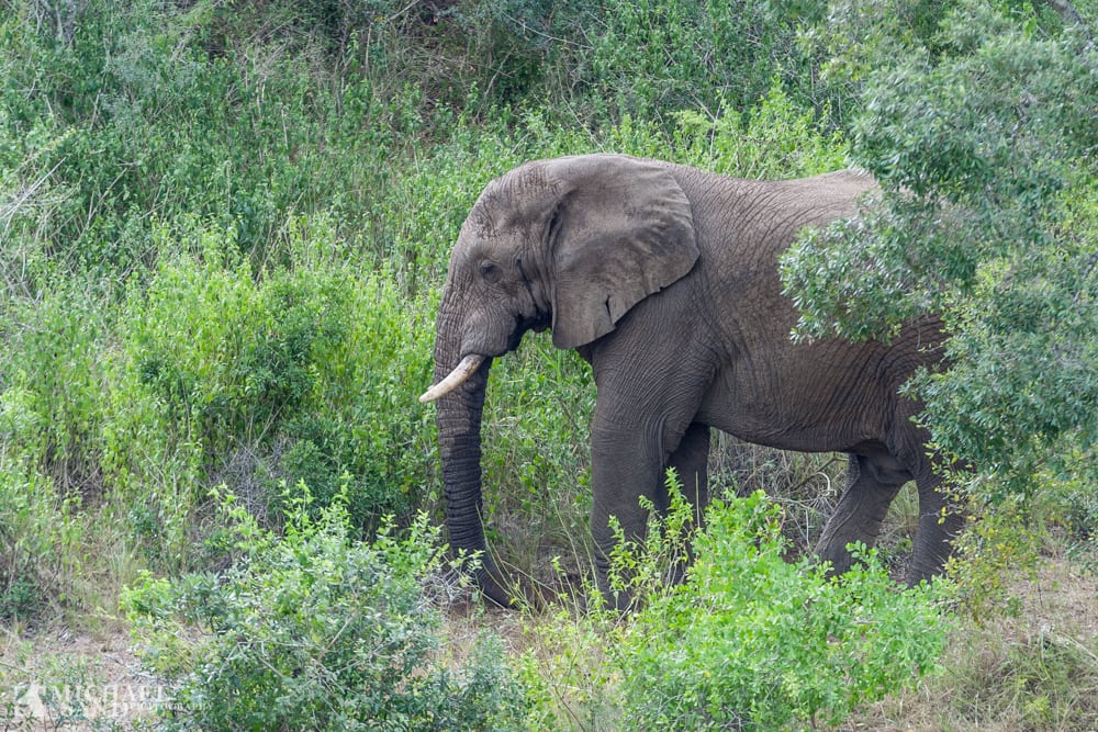 11 krybskytter dræbt i Sydafrika Masse-udryddelse af klodens arter