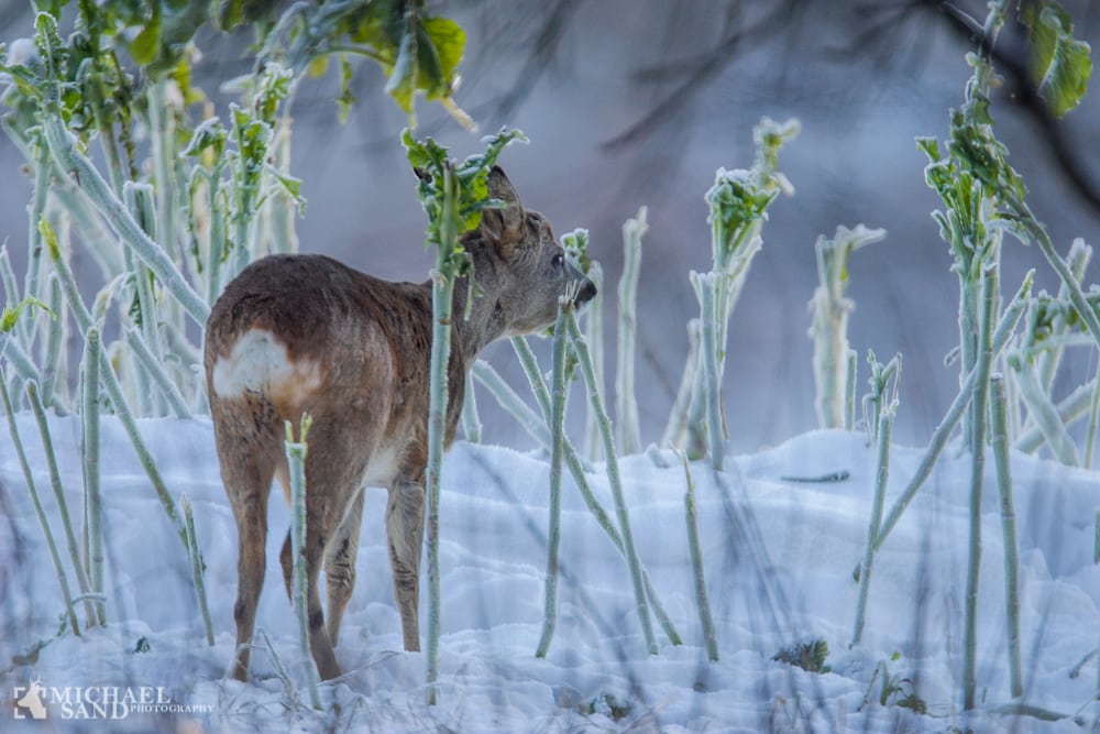 For meget råvildt i slotsparken 21-09013