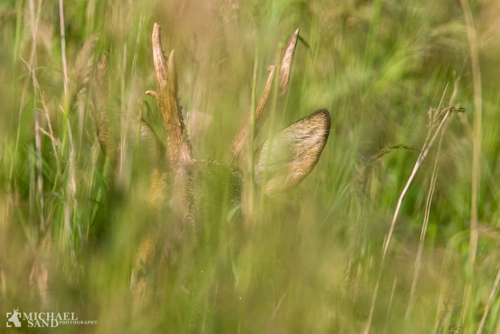 Chefen for Naturstyrelsen afskediget 24073 45