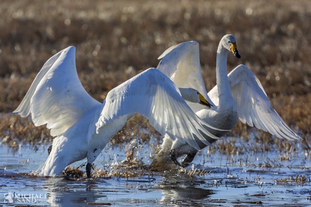 Mange sangsvaner gæster Bornholm Sangsvaner