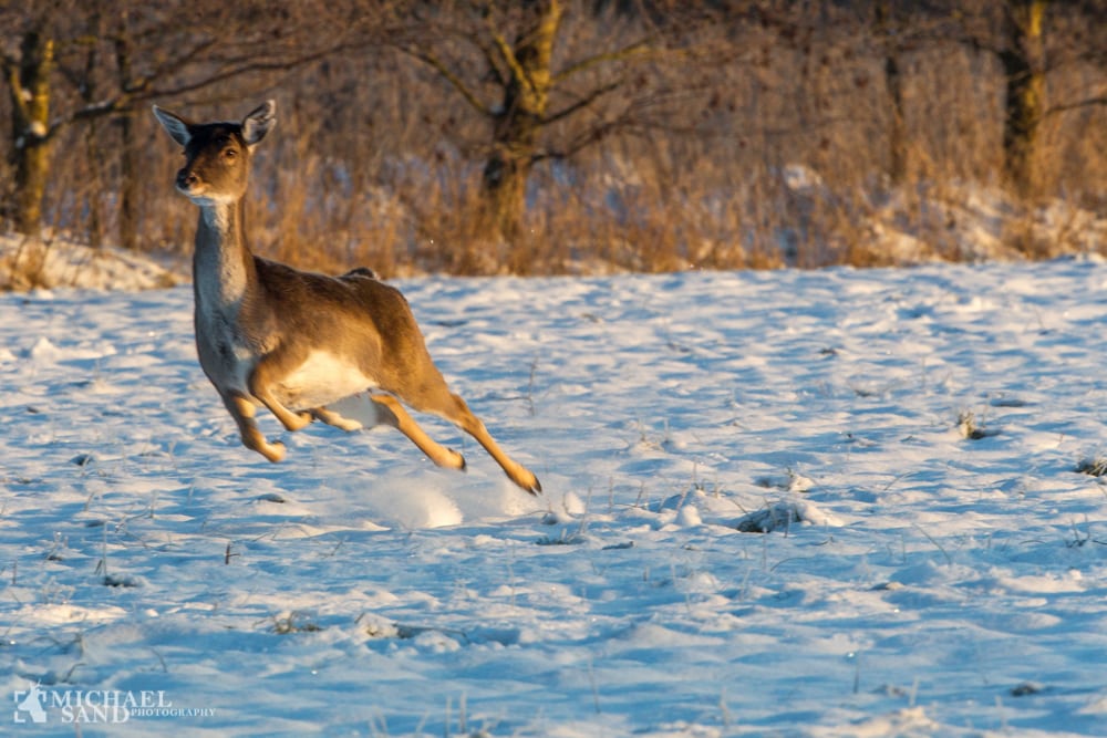 Undslupne dådyr på E39