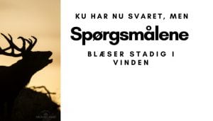 Hvad bliver der spurgt om?