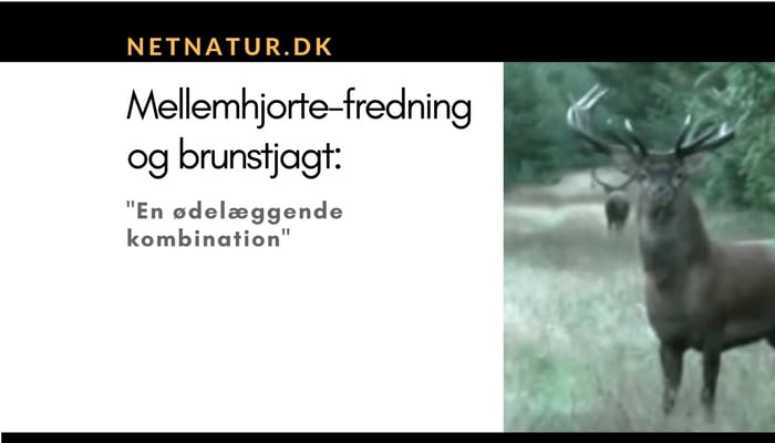 Mellemhjorte B. Afskydning