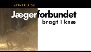 Game over: DJ og DCE sendt til tælling i kæbesag